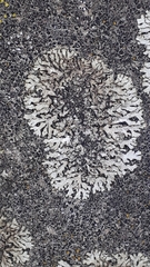 Phaeophyscia orbicularis