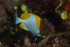 Hemitaurichthys polylepis