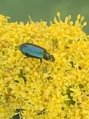 Lebia