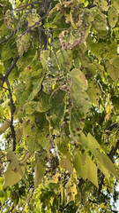 Pachypsylla celtidismamma