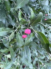 Euonymus atropurpureus