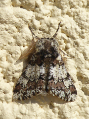 Biston strataria