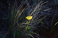 Geum calthifolium