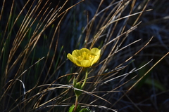 Geum calthifolium