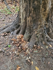 Tapinella panuoides