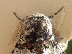 Biston strataria