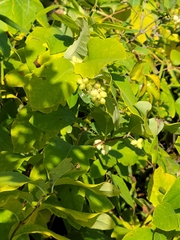Symphoricarpos occidentalis
