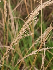 Agrostis stolonifera