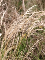 Agrostis stolonifera