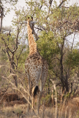 Giraffa camelopardalis giraffa