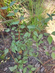 Pycnanthemum muticum