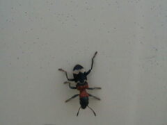 Thanasimus formicarius