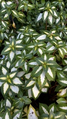 Osmanthus heterophyllus