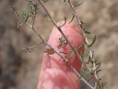 Wahlenbergia nodosa