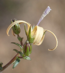 Wahlenbergia nodosa