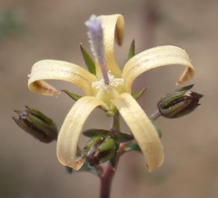 Wahlenbergia nodosa