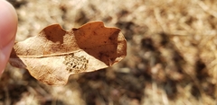 Quercus douglasii