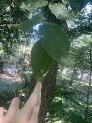 Celtis occidentalis