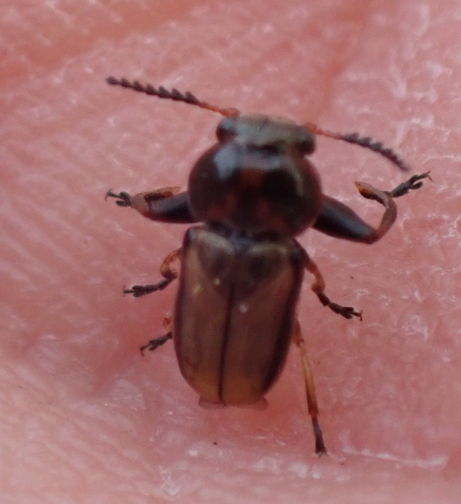 Clytrini from Kapteinskloof, South Cape DC, South Africa on September