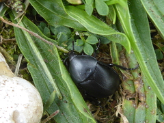 Ablattaria laevigata