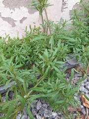 Galium aparine