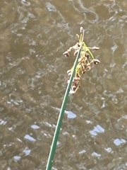 Schoenoplectus acutus