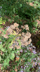 Eutrochium purpureum