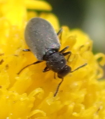 Melyridae