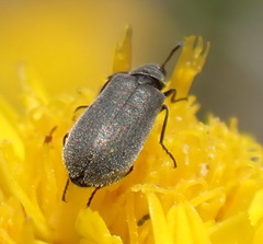 Melyridae