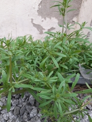 Galium aparine