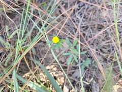 Stylosanthes biflora