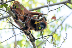 Alouatta macconnelli