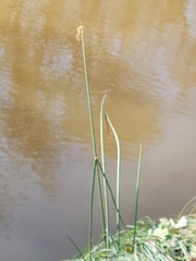 Schoenoplectus acutus