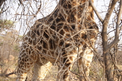 Giraffa camelopardalis giraffa