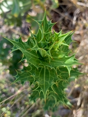 Berkheya cruciata