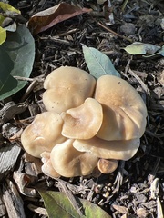 Agrocybe praecox