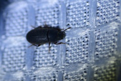 Blapstinus