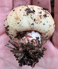 Russula ventricosipes