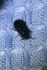 Blapstinus
