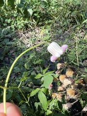 Clematis crispa
