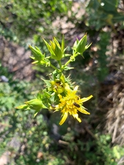 Berkheya cruciata