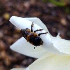 Megachile centuncularis