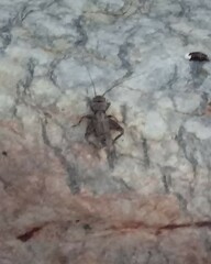 Eumodicogryllus bordigalensis