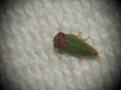 Iassus lanio