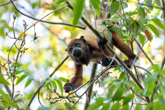 Alouatta macconnelli