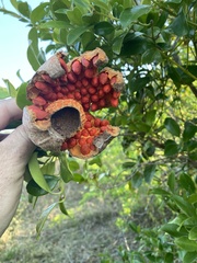 Tambourissa