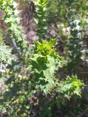 Berkheya cruciata