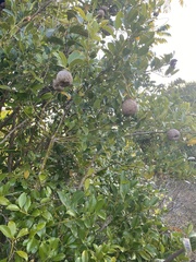 Tambourissa
