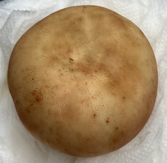 Russula ventricosipes