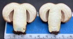 Russula ventricosipes